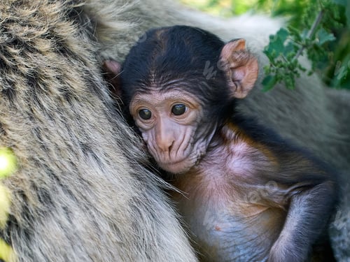 Preview: Barbary macaque (Macaca sylvanus)