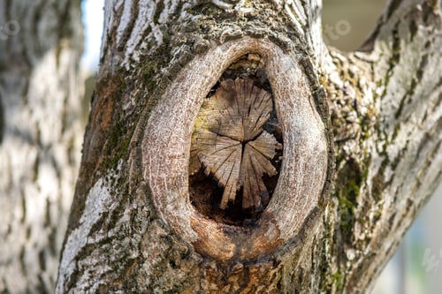Preview: Close up view of old chopped off tree branch