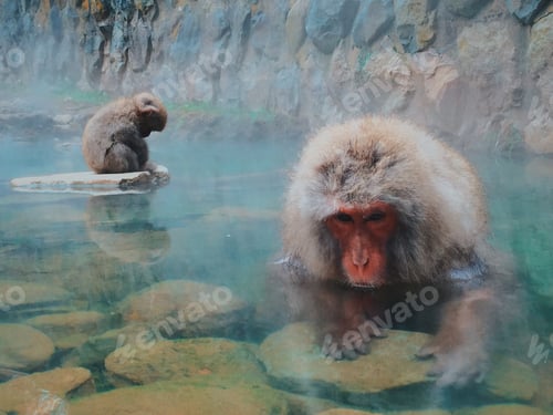 Preview: Japanese Snow Monkeys