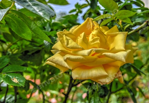 Preview: Golden celebration rose flower on green leaves background