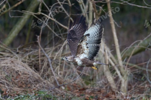 Preview: Common buzzard (Buteo buteo)