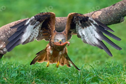 Preview: Red kite (Milvus milvus)