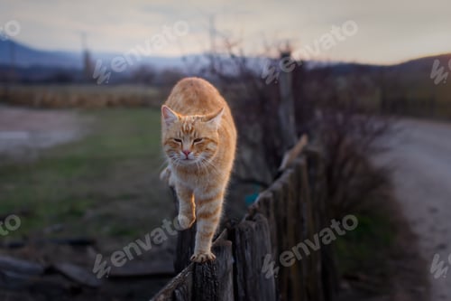 Preview: Red striped cat wooden fence