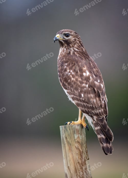 Preview: A Red Shouldered Hawk