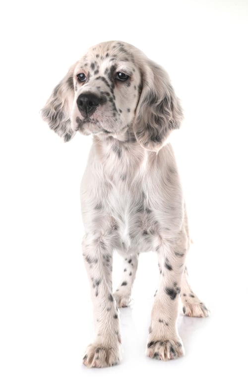 Preview: puppy english setter