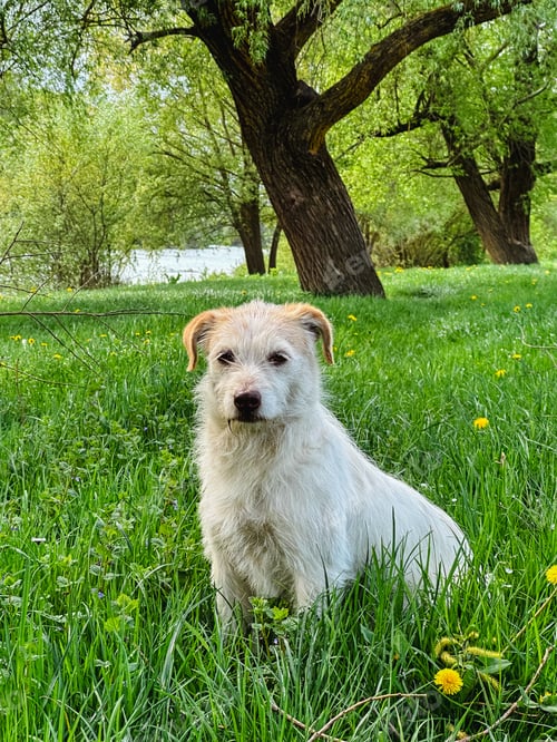 Preview: dog sitting on green grass under a tree
