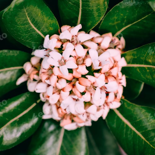 Preview: Canary island Flower. Plant lover concept