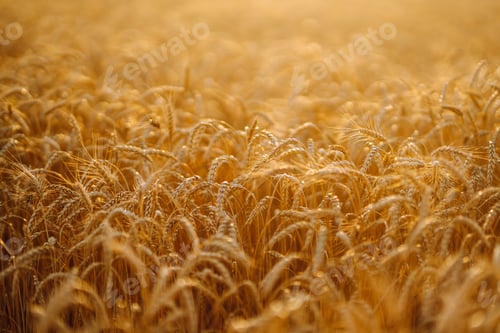 Preview: Sunset wheat golden field in the evening. Growth nature harvest. Agriculture farm.
