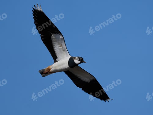 Preview: Northern lapwing (Vanellus vanellus)