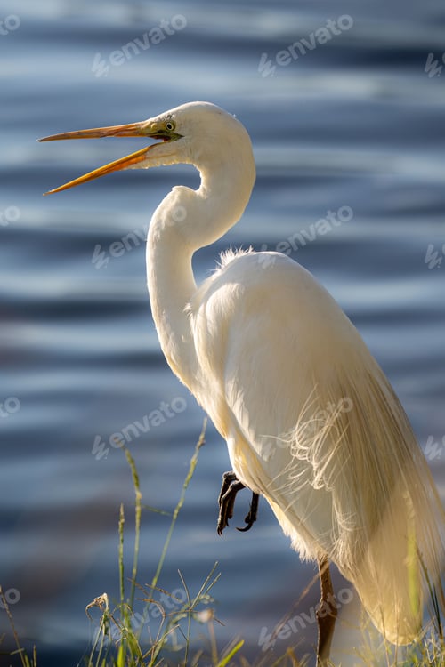 Preview: Great egret (Ardea alba) in its natural habitat