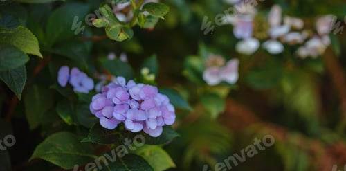 Preview: Hydrangea flower in garden