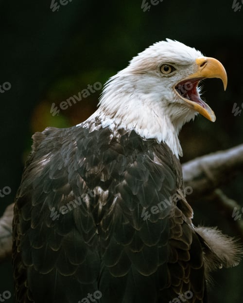 Preview: Closeup shot of a magnificent bald eagle perched on a tree branch, its beak open and alert.