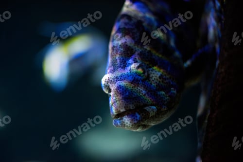 Preview: Dangerous Muraena peeps out on illuminated dark background
