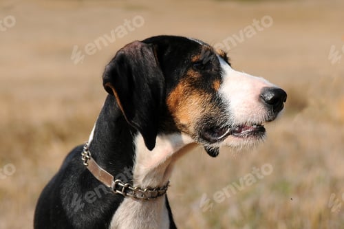 Preview: Segugio Maremmano, Italian hunting dog.
