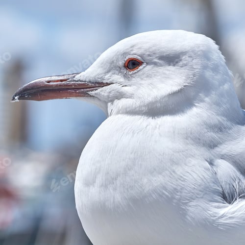 Preview: Seagull