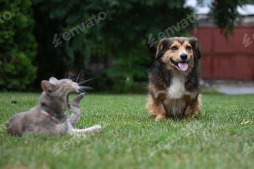 Preview: Cute dog and cat in the backyard
