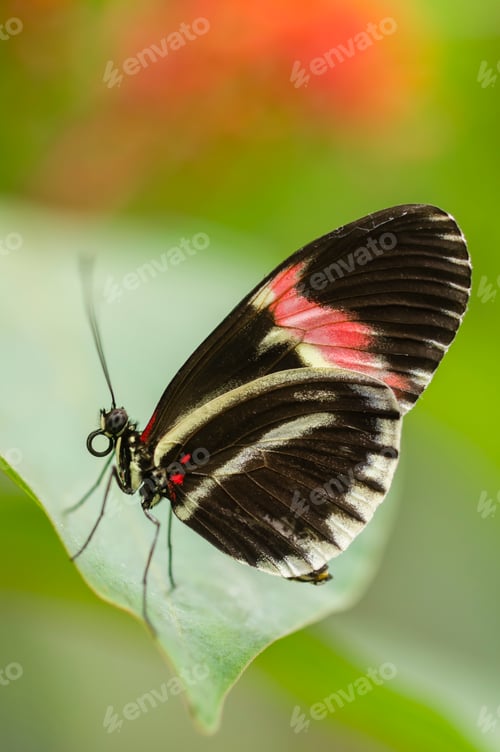 Preview: Tropical butterfly side view