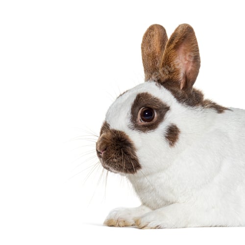 Preview: White and brown spotted Rabbit isolated on white