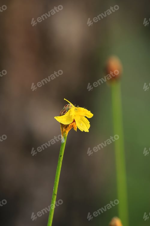 Preview: XYRIDACEAE in nature with yellow flowers.