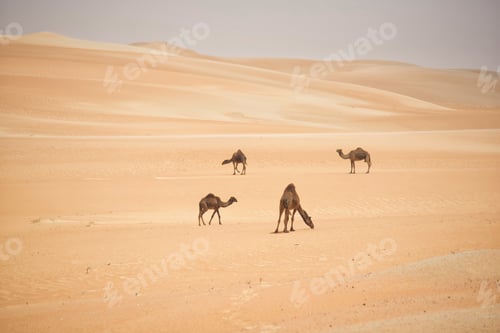 Preview: Desert wilderness camels graze together in an arid and hostile climate