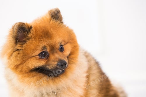 Preview: Cute spitz