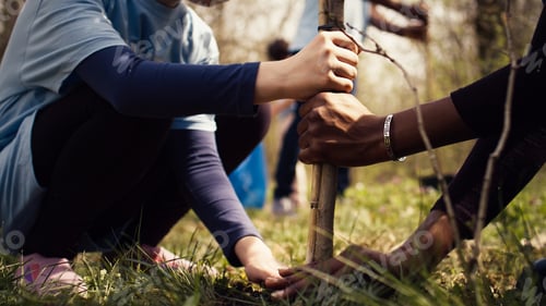 Preview: Child and her friend are planting a small tree in the woods