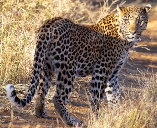 Preview: A Beautiful and Breathtaking wildlife in the World