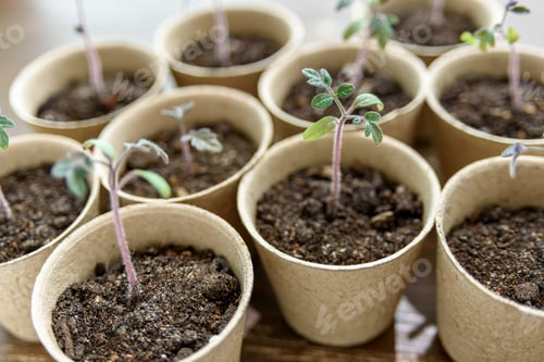 Preview: Biodegradable seed or plant pots