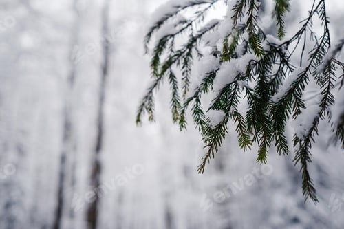 Preview: Pine trees are covered with snow on a frosty evening.