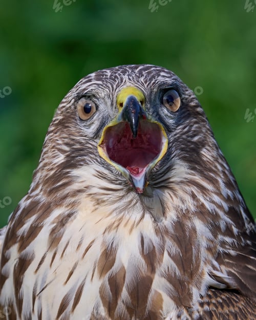 Preview: Common buzzard (Buteo buteo)