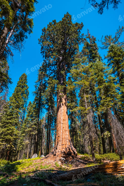 Preview: Sequoia National Park, giant trees park with the sun in the background, California