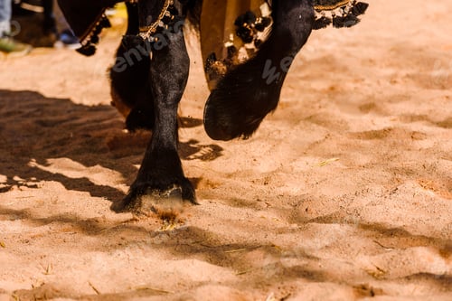 Preview: Detail of the legs of galloping horses adorned as medieval mounts mounted by knights