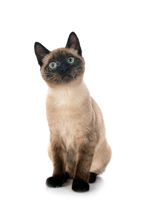Preview: siamese cat in studio