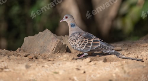 Preview: Spotted dove