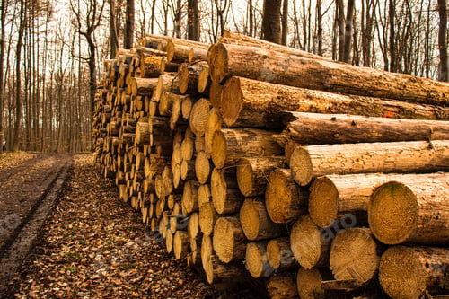 Preview: deforestation, cut down trees lie in a stack in the forest, collecting firewood