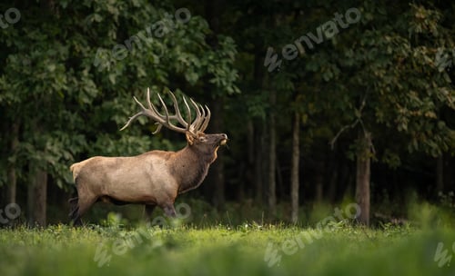 Preview: Bull Elk in a Meadow at Sunset