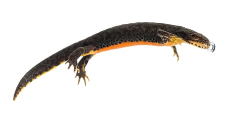Preview: Alpine Newt making bubble, Ichthyosaura alpestris