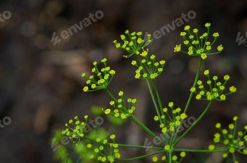Preview: The tiny dill flower