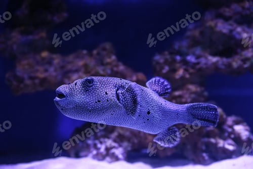 Preview: Beautiful tropical puffer fish swimming in aquarium