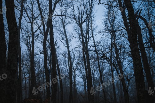 Preview: Forest in the fog winter in Crimea