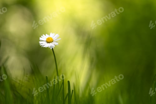 Preview: Single daisy flower on spring meadow