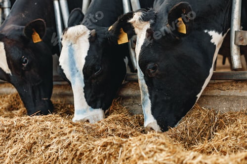 Preview: Cows standing in a stall and eating hay