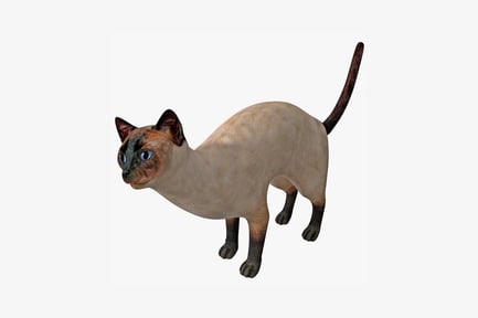 Preview: Siamese cat profile view