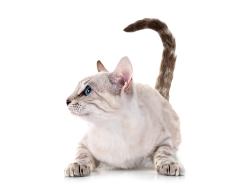 Preview: bengal kitten in studio