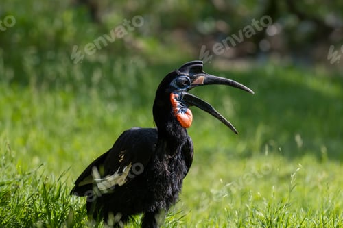 Preview: Abyssinian ground Hornbill bird perched on the ground