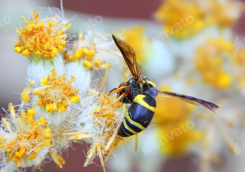 Preview: The beautiful colors of nature in this closeup of a wasps with yellow stripes on yellow flowers.