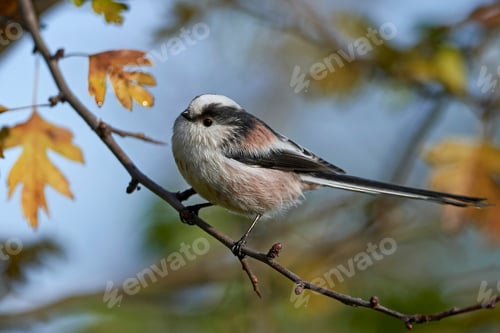 Preview: Long-tailed tit (Aegithalos caudatus)
