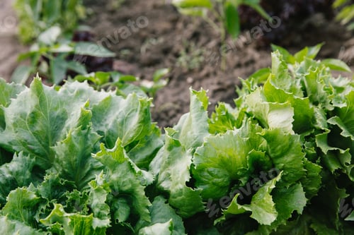Preview: Macro photography of looseleaf lettuce leaves, captured at a garden.