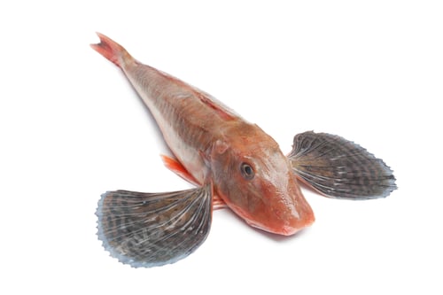 Preview: Whole single red tub gurnard fish