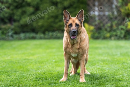 Preview: Senior German Shepherd dog resting on grass. Full body portrait